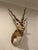 Impressive African Gazelle taxidermy mount. This hard to find African hunting trophy is mounted upright, with its ears...