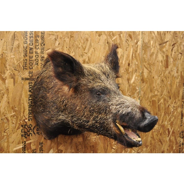Vintage Brown Wild Boar Head Taxidermy Hog Pig Head Wall Mount, Log Cabin Decor. Circa Early 20th Century. Measurements...