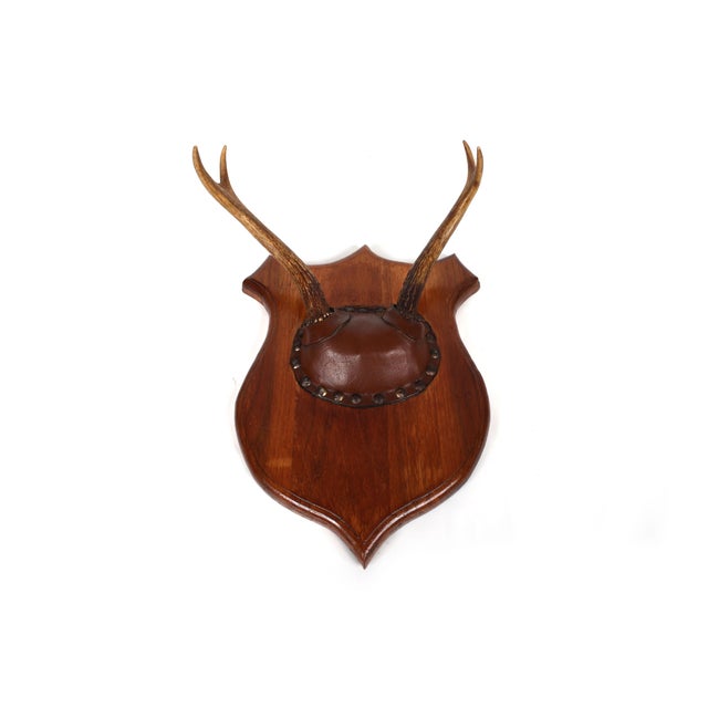 Set of 4 Vintage Mounted Deer Antlers With Leather and Brass Tacks For Sale - Image 13 of 15