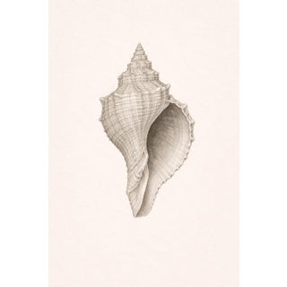 Conch Shell Study, Minimal Coastal Still Life Art Print, 24" × 36" For Sale