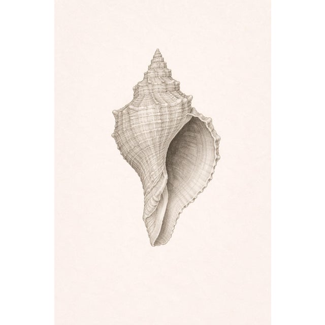 Conch Shell Study, Minimal Coastal Still Life Art Print, 24" × 36" For Sale