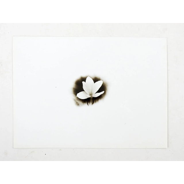 Vintage mid 20th century silver gelatin black and white photograph of flower. Unsigned. Unframed.