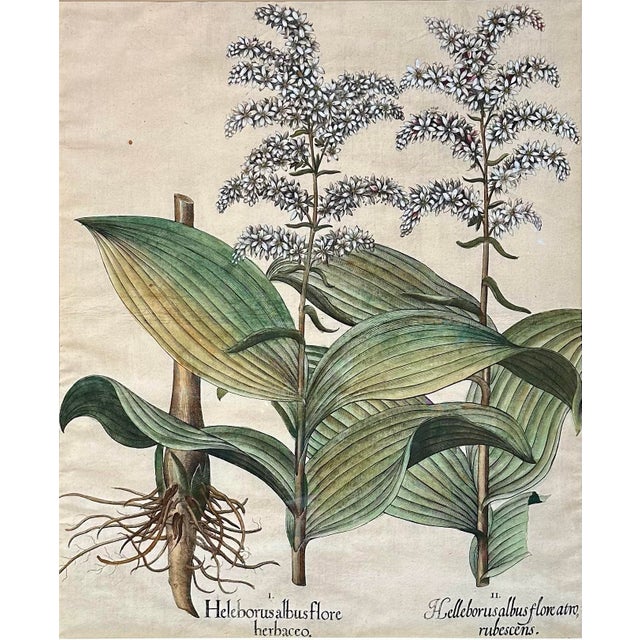 In 1600 the Prince-Bishop of Eichstätt in Bavaria commissioned Baselius Besler (1561-1629,) an apothecary and botanist, to...