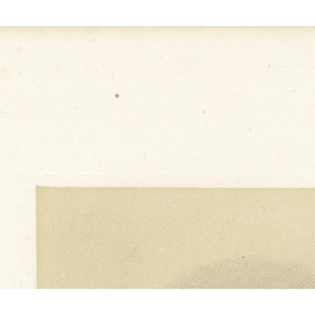 After Van Marcke, Parthenais Bull, , 1873, Paper For Sale - Image 6 of 12