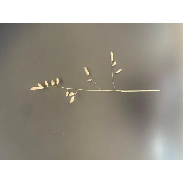 Dactyle Suspended Sculpture by Isola Design Materials: Brass, dactyle, nylon thread. Dimensions: L 120 x H 80 cm. This...