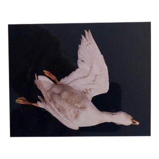 Brenda Zlamany, Birds, Cibachrome Photograph Print, Signed Conceptual Ar, 1998 For Sale