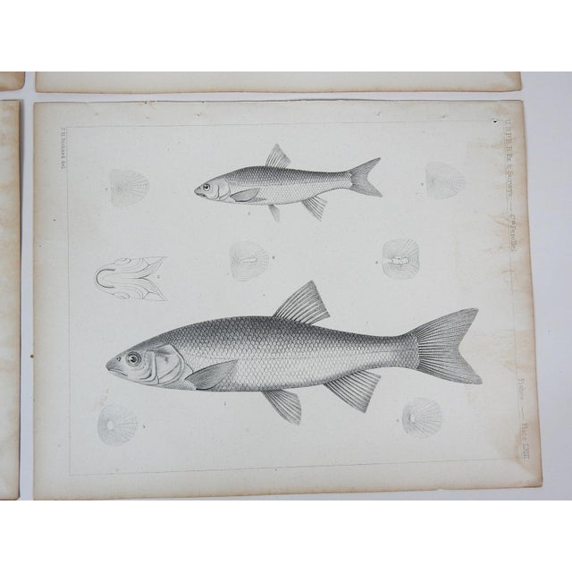 Mid 19th Century Mid 19th Century Us Pacifc Railroad Fish Lithograph Book Plates - Set of 4 For Sale - Image 5 of 7