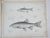 Mid 19th Century Mid 19th Century Us Pacifc Railroad Fish Lithograph Book Plates - Set of 4 For Sale - Image 5 of 7