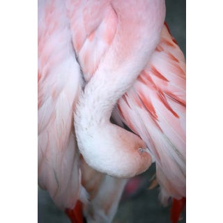 Flamingo #9 by Alicia Bock Print, 20" x 30" For Sale