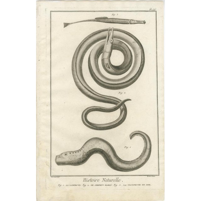 After François-Nicolas Martinet, Fish Illustrations, 1770, Engravings, Set of 3 For Sale - Image 3 of 10