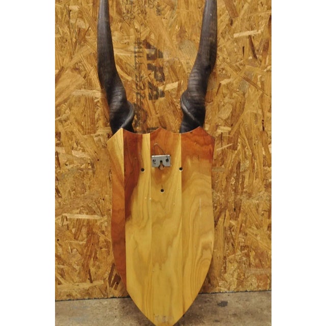Vintage African Eland Skull Mount With Twisted Horns Taxidermy Cabin Decor For Sale - Image 9 of 10