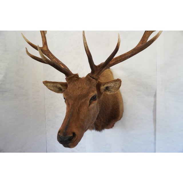2000 - 2009 Elk Trophy Head Mount For Sale - Image 5 of 18