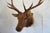 2000 - 2009 Elk Trophy Head Mount For Sale - Image 5 of 18