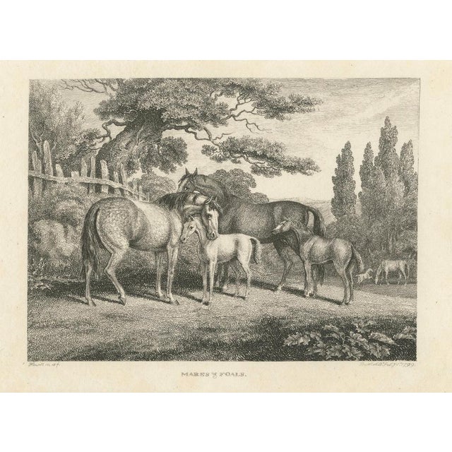 Samuel Howitt, Mares & Foals, 1799, Engraving For Sale - Image 4 of 9