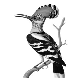 Black-and-White Hoopoe Bird Illustration — Museum-Quality Fine Art Print For Sale