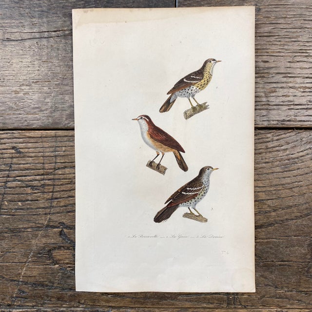 Super high quality in this lovely historical French 18th Century la rousserolle "the warbler" bird engraving! Bought in...