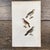 Super high quality in this lovely historical French 18th Century la rousserolle "the warbler" bird engraving! Bought in...