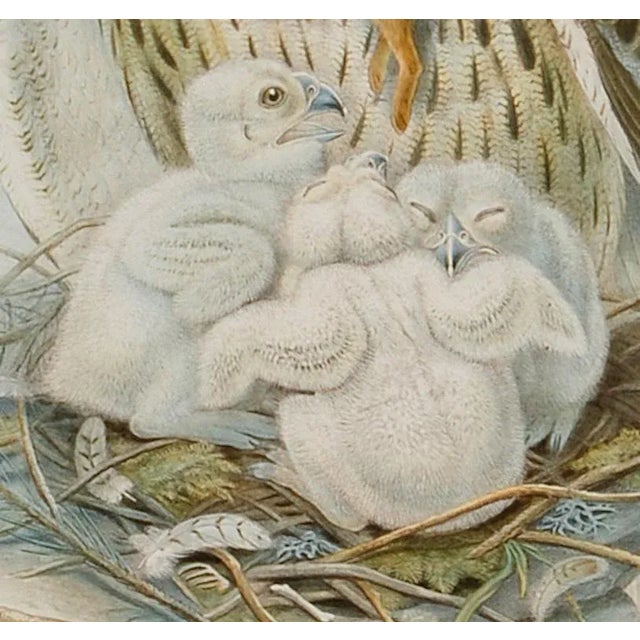 Realism Eagle or Horned Owl: A Framed Original 19th C. Hand-Colored Lithograph by John Gould and Henry Constantine Richter, 1862-1873 For Sale - Image 3 of 5