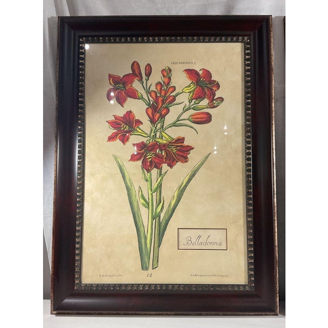 French Country Oversized Framed Botanical Prints, Iris and Lilio-Narcissus, 32"h - A Pair For Sale - Image 3 of 8