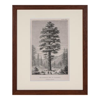 19th Century Antique Engraving "Mammoth Tree of California" by Willam Rhind 1868 For Sale