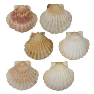 Last Call - French Mediterranean Scallop Shells - Set of 6 For Sale