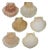 Last Call - French Mediterranean Scallop Shells - Set of 6 For Sale
