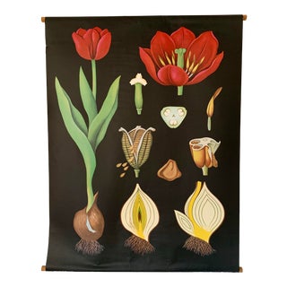 Jung-Koch-Quentell Tulip Botanical Poster For Sale