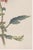 Not Yet Made - Made To Order Spider Chrysanthemum by Hasegawa, Vintage Japanese Botanical Art Print, 20" X 30" For Sale - Image 5 of 9