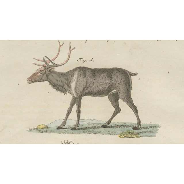 Paper Bertuch, Reindeer & Northern Deer, 1792, Engraving For Sale - Image 7 of 10