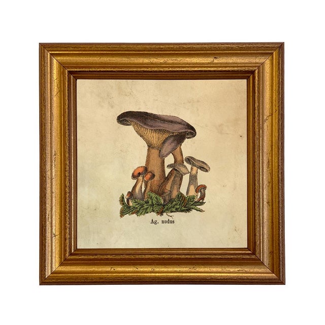 Rustic European Set of 4 Vintage Style Mushroom Framed Prints For Sale - Image 3 of 7