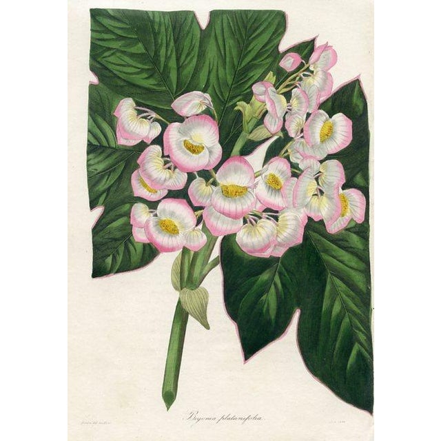 Original early 1800s hand colored botanical print that appeared in the "Magazine of Botany", a British horticultural...