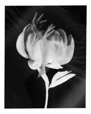 Blooming Hands Double Exposure Fine Art Photography, Edition of 20 2023