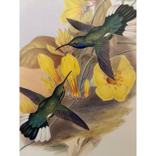 Traditional 1990s Framed Print, White-Tailed Sabrewing Hummingbird (Plate 46- Hill House Edition) Reproduction Print After John Gould For Sale - Image 3 of 9