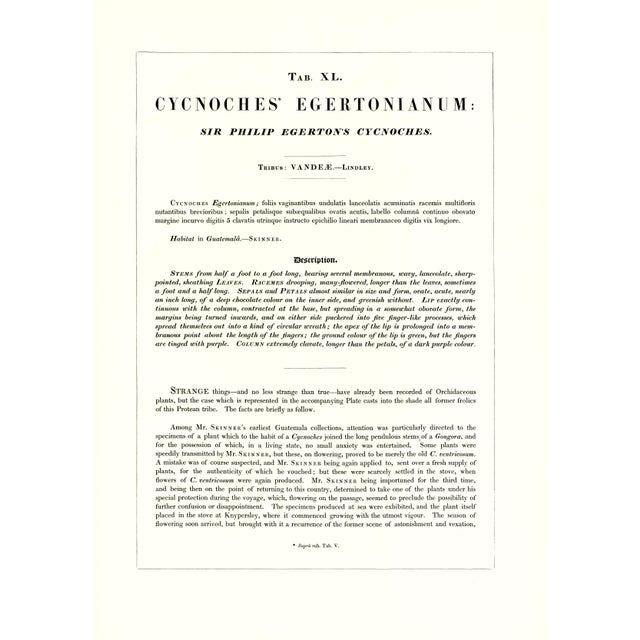 Large 1973 Orchid Flower Lithograph "Cycnoches Egertonianum" (Sir Philip Egerton's Cycnoches) After James Bateman For Sale - Image 4 of 7