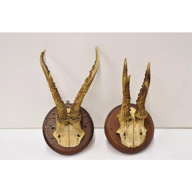 Vintage Roe Deer Skull Mount Antlers Taxidermy Mancave Wall Decor - a Pair. Circa Mid 20th Century. Measurements...