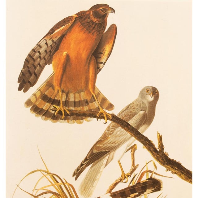 Farmhouse 1966 Vintage Cottage Print "Marsh Hawk" After John James Audubon For Sale - Image 3 of 7
