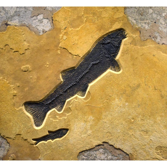 Contemporary Fossil Fish Mural 4779gm For Sale - Image 3 of 6