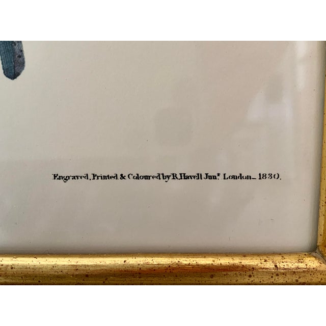 Vintage Audubon Columbia Jay Lithograph in Gold Leaf Frame / Double Elephant Folio For Sale - Image 12 of 12