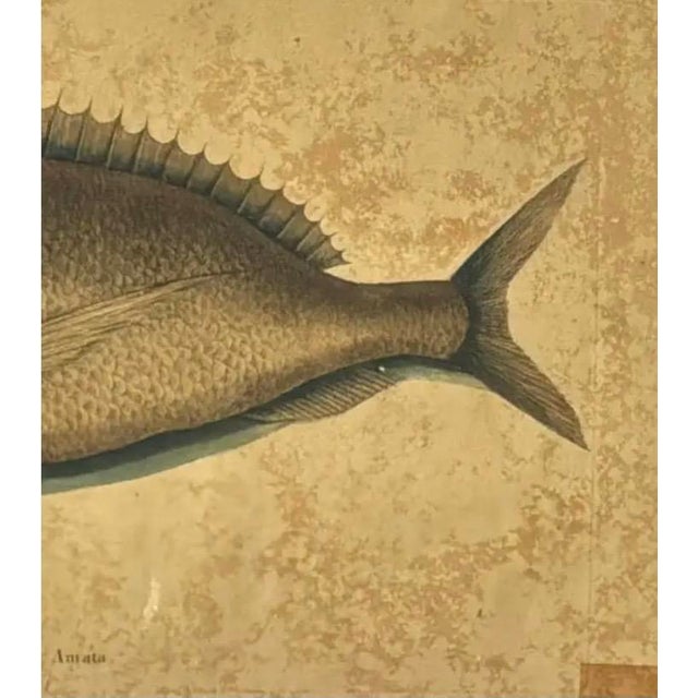 18th Century 18th Century Framed Fish Engravings by Mark Catesby, a Pair For Sale - Image 5 of 11
