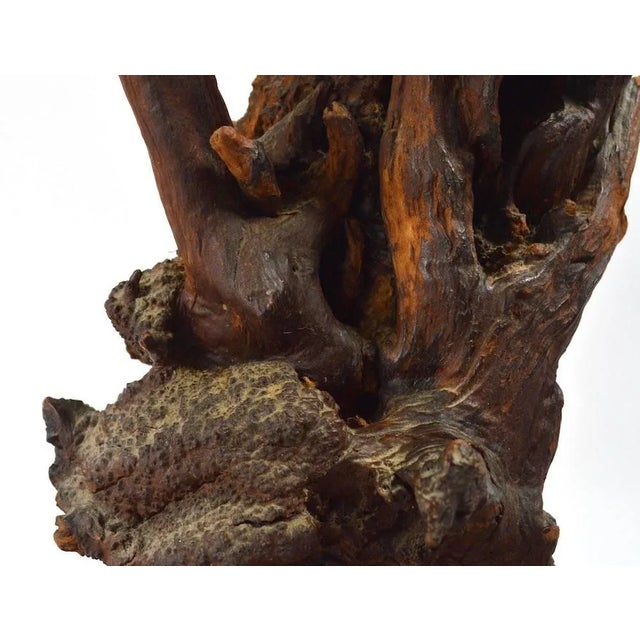 Sculptural Driftwood Lamps - a Pair For Sale - Image 10 of 11