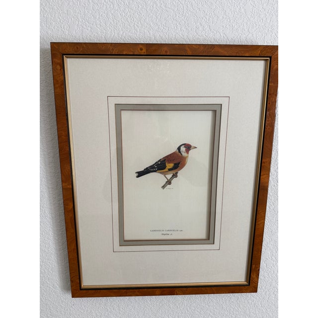 Antique Bird Print: Cardulis by Ethan Allen For Sale - Image 10 of 11