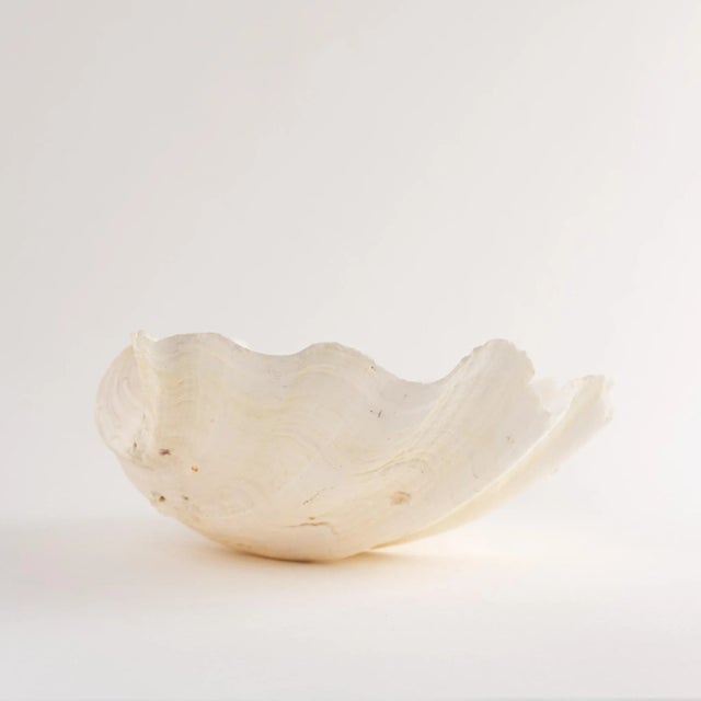 Large Sea Shell Vessel For Sale - Image 9 of 12