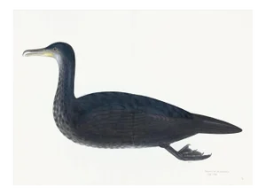 Juvenile Cormorant Plate 11 by Olof Rudbeck (Cfa-Wd)