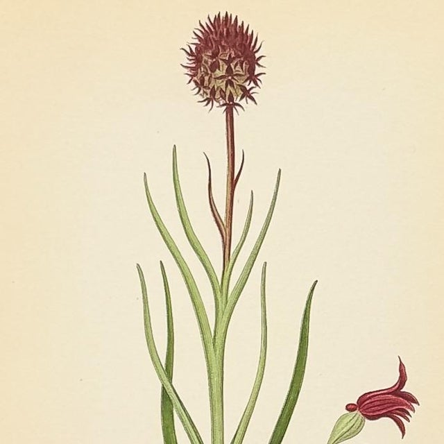 Mid-Century Modern Nordic Black Vanilla Orchid Chromolithograph | Antique Swedish Botanical Print For Sale - Image 3 of 3