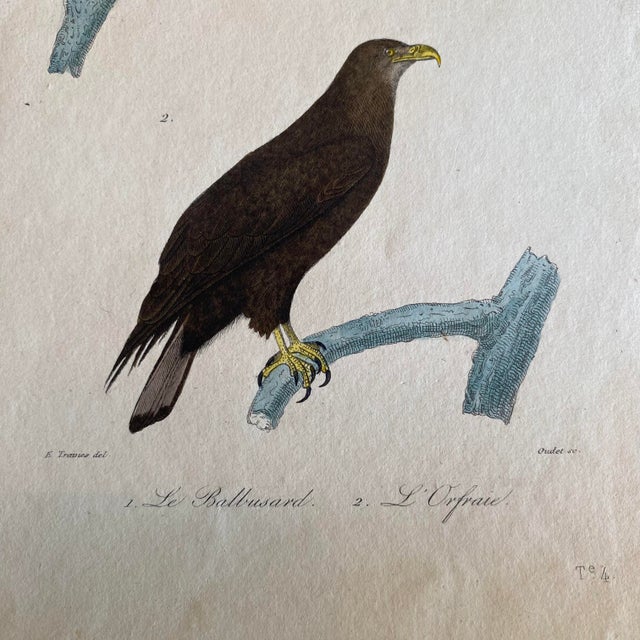 French French Antique 18th Century “Le Balbusard” Bird Engraving Hand Colored Artwork For Sale - Image 3 of 4