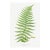Vintage Fern Art Print, Botanical Fern Reproduction, 12" X 18" For Sale