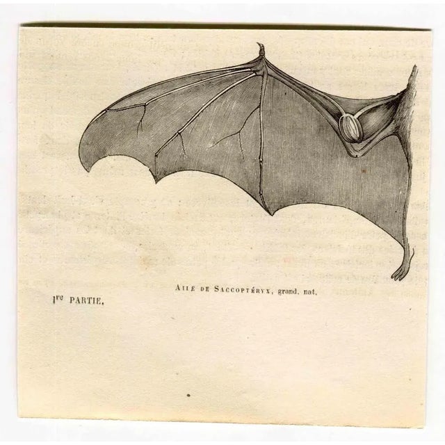 Saccoptery's Wing is an original lithograph on ivory-colored paper, realized by Paul Gervais (1816-1879). The artwork is...