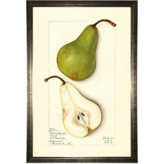 Pear Study in Pewter Shadowbox 13x19