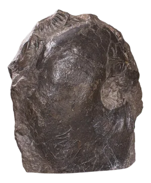 1910s Large Antique English Decorative Ammonite