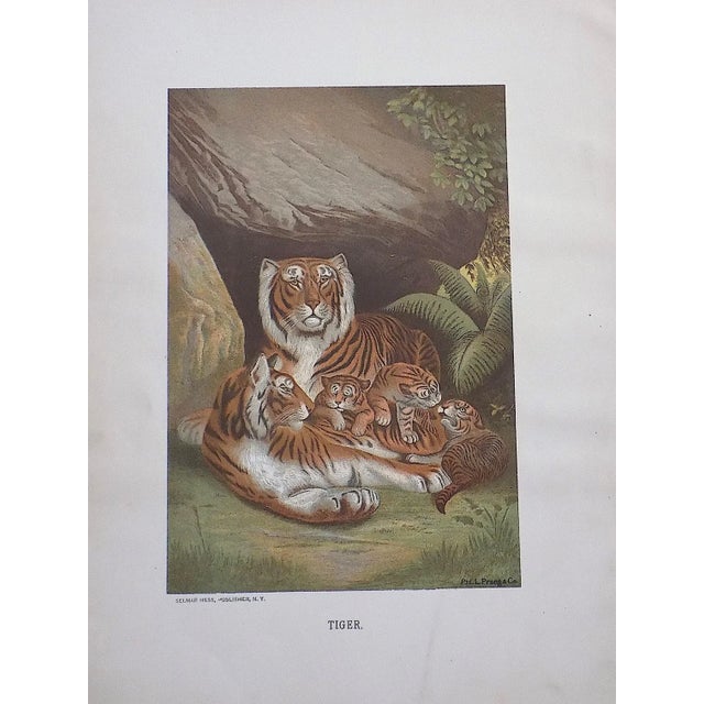 Realism Authentic Antique 19th Century Jungle Cats Lithographs - Set of 3 For Sale - Image 3 of 5